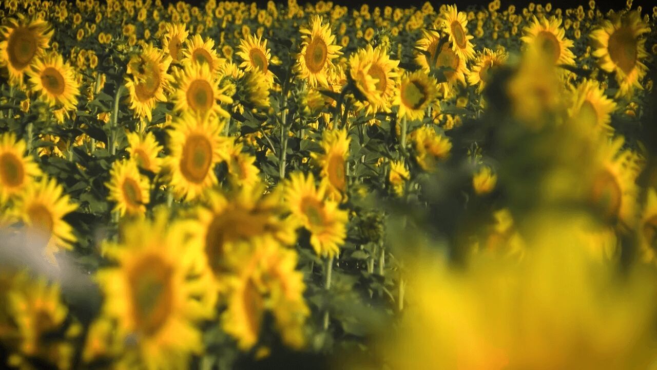 Jouw hulp maakt het verschil